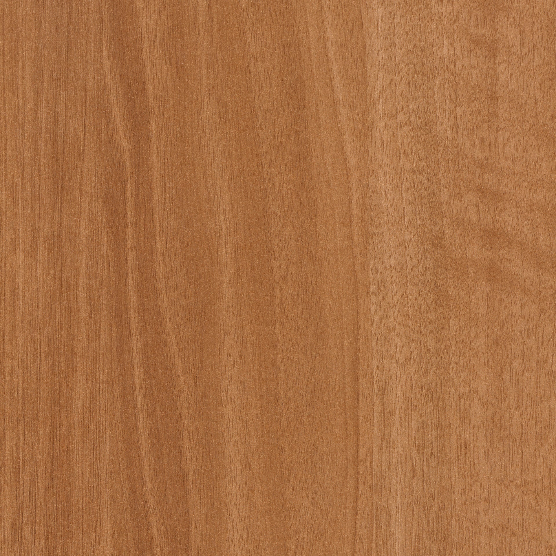 Brazilwood